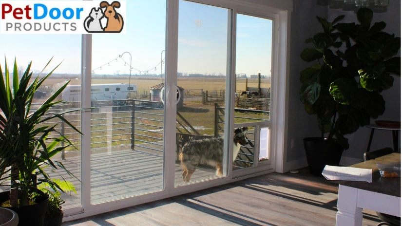 What Are My Glass Options for a Pet Door.jpg