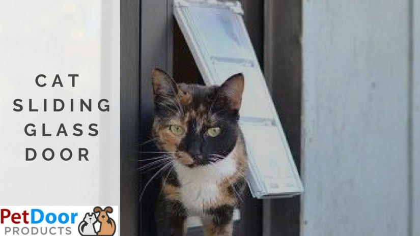 How to Choose the Best Sliding Glass Cat Door