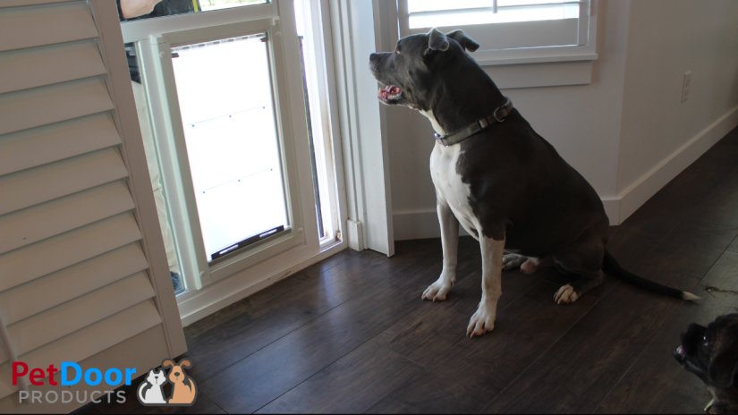 5 Reasons to Choose the Endura Flap for Sliding Glass Doggie Door (1)
